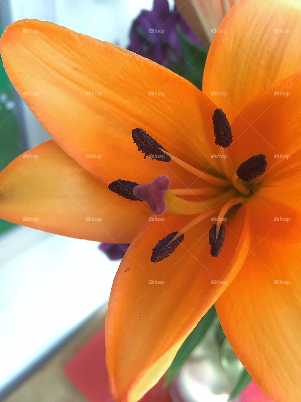 Orange lily 