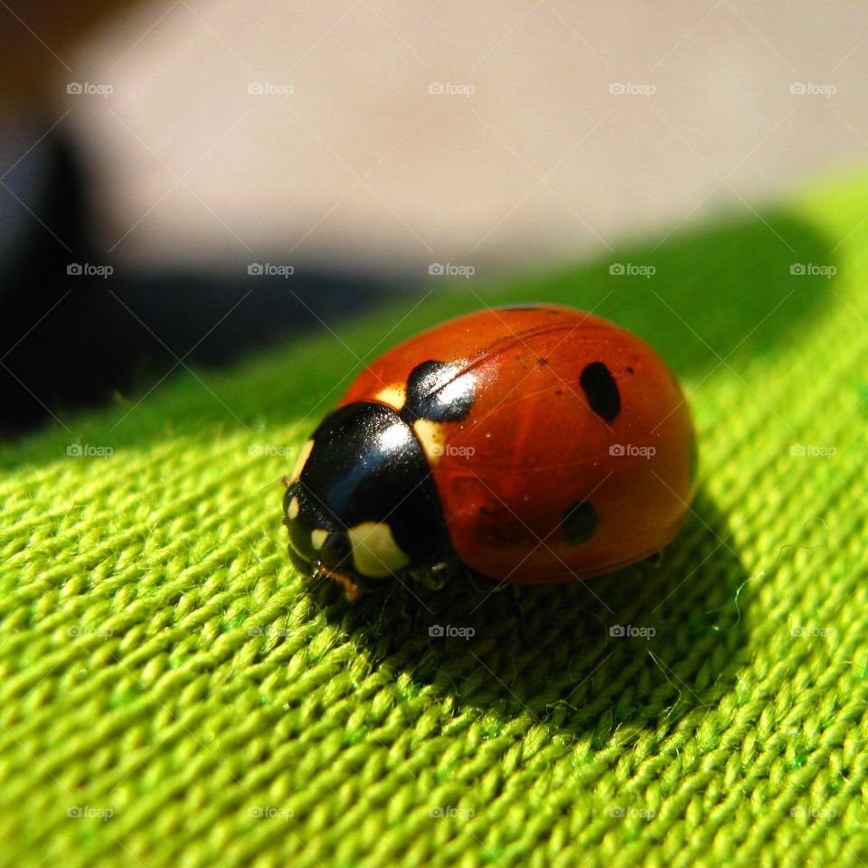 Ladybug