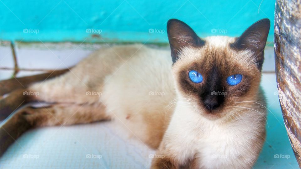 gato cat azul