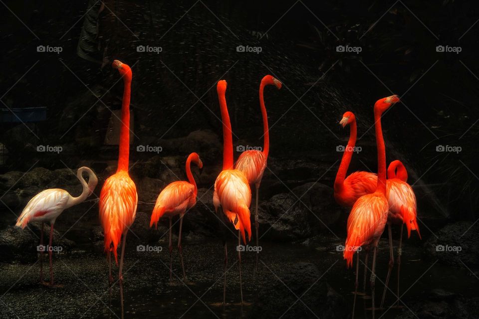 flaminggos