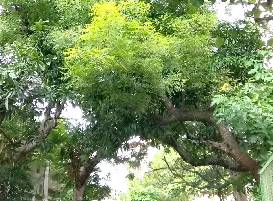 tree cover