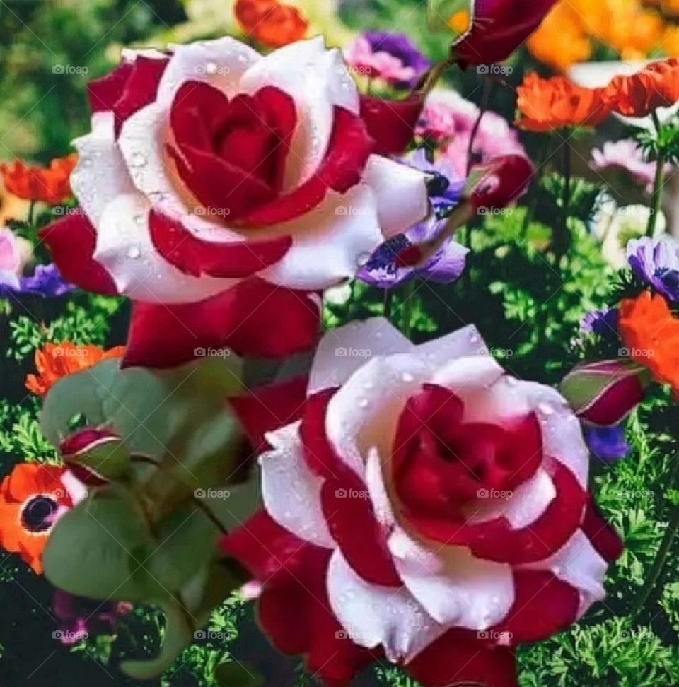 most beautiful and attractive flowers in the garden.