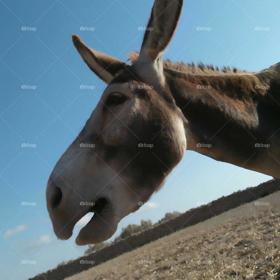 Donkey braying.