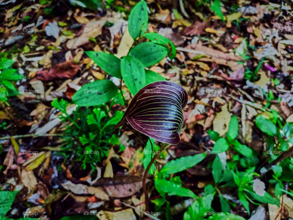 Cobra lily (Arisaema sp) blooming with blurred plant leaves background, growing in tropical forest of North Sumatra, Indonesia