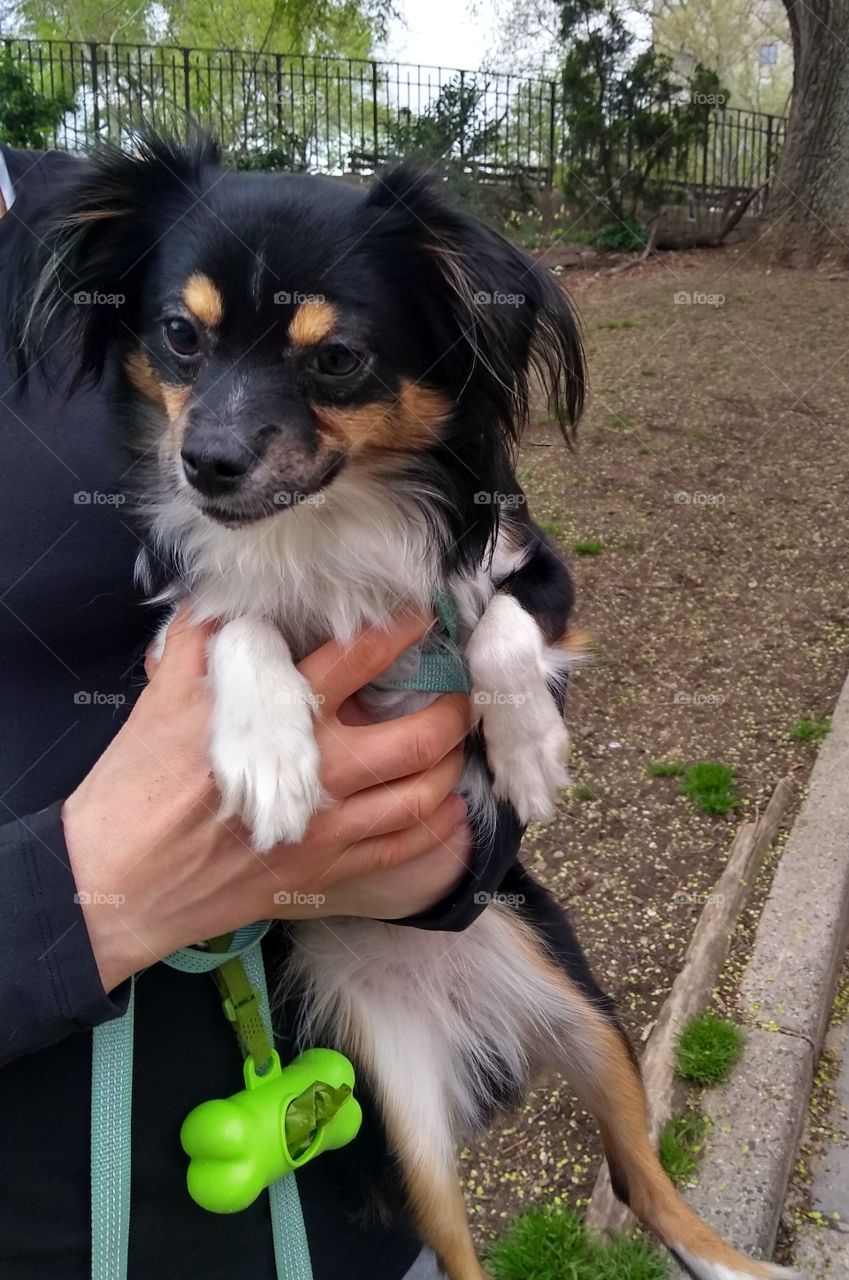 Puppy Being Held Up by Owner