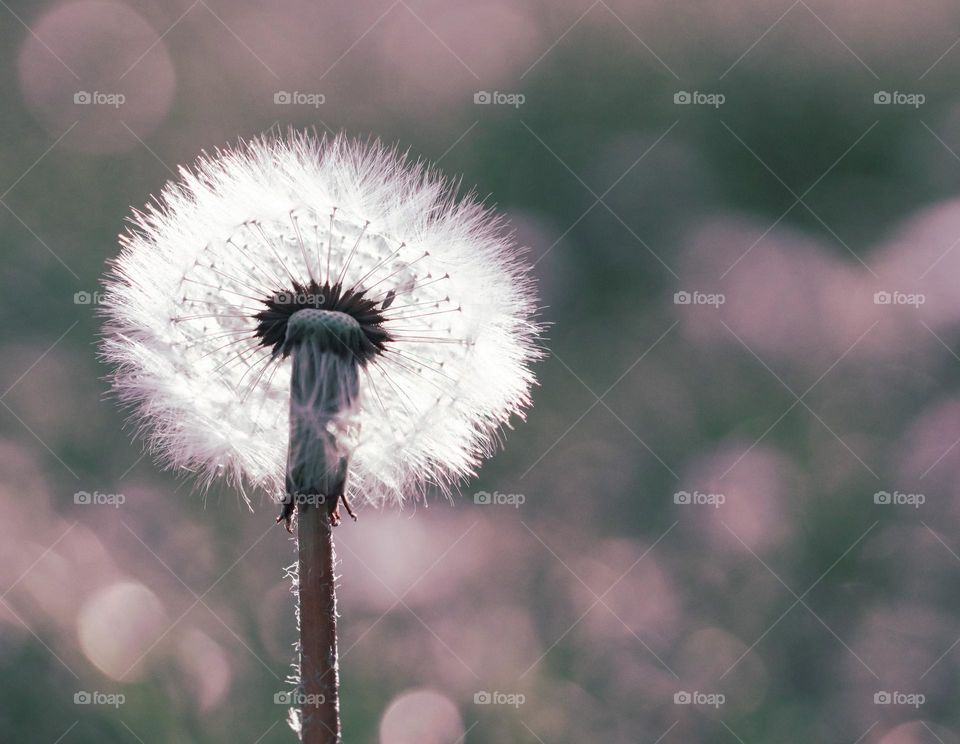 One dandelion on the left against a blurred background and copy space on the right, close-up side view. Floral postcard concept.