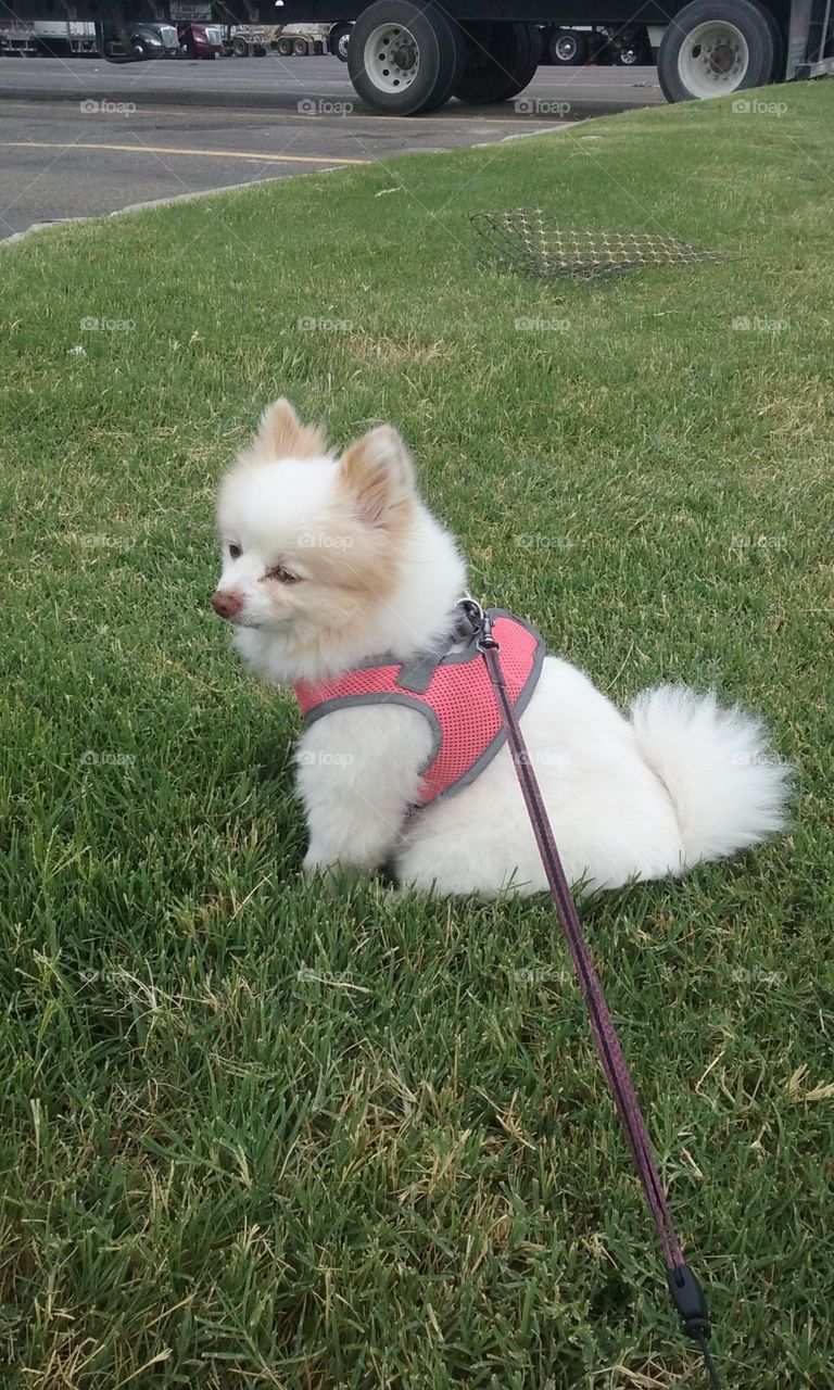 Summer Fun in Pomeranian Style.