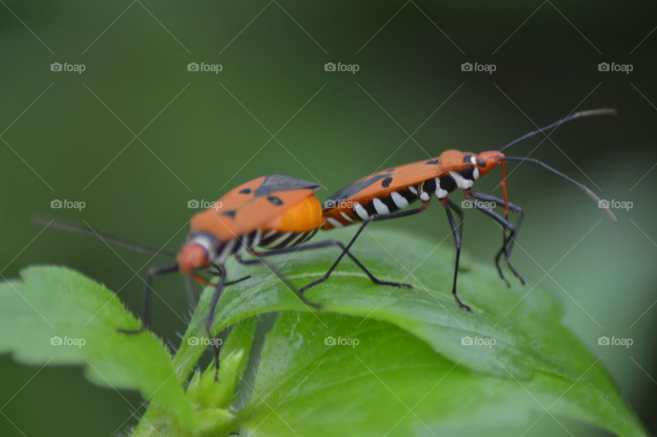 insact Animal forest green