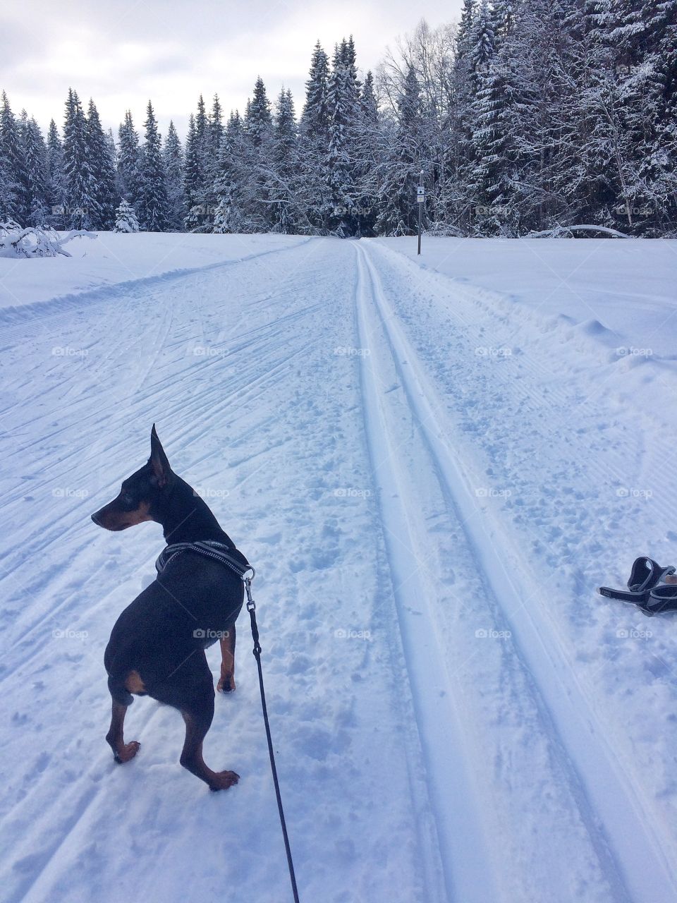 Miniaturepinscher on track