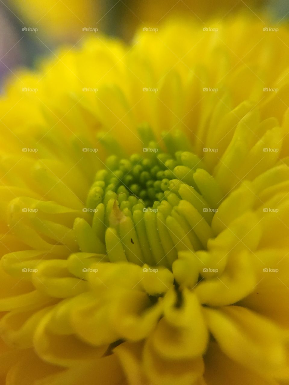 Yellow closeup