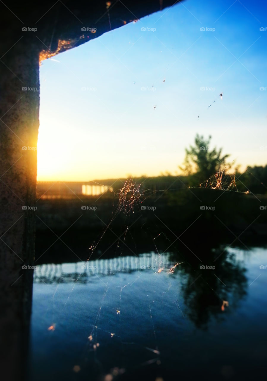 Spider web in sunset light