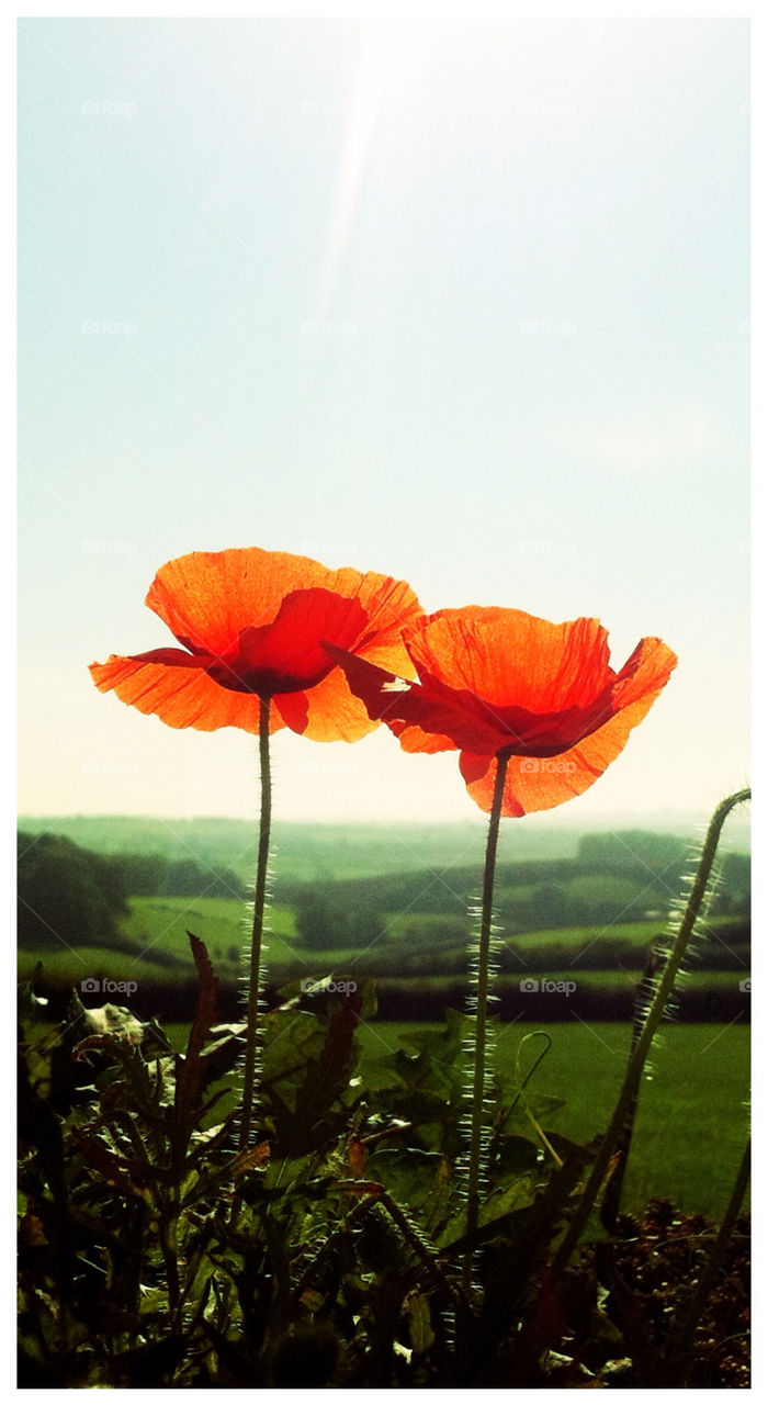 autumn poppy flanders remembrance by geebee