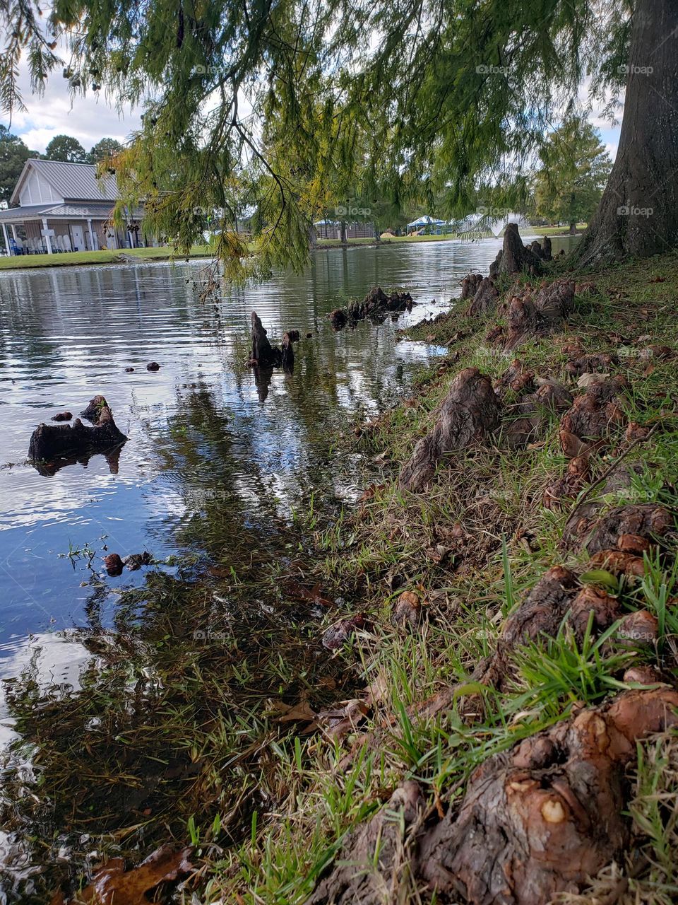 En el lago sobresalen raíces de pinos,alguien conoce su nombre? justo al borde de los mismos