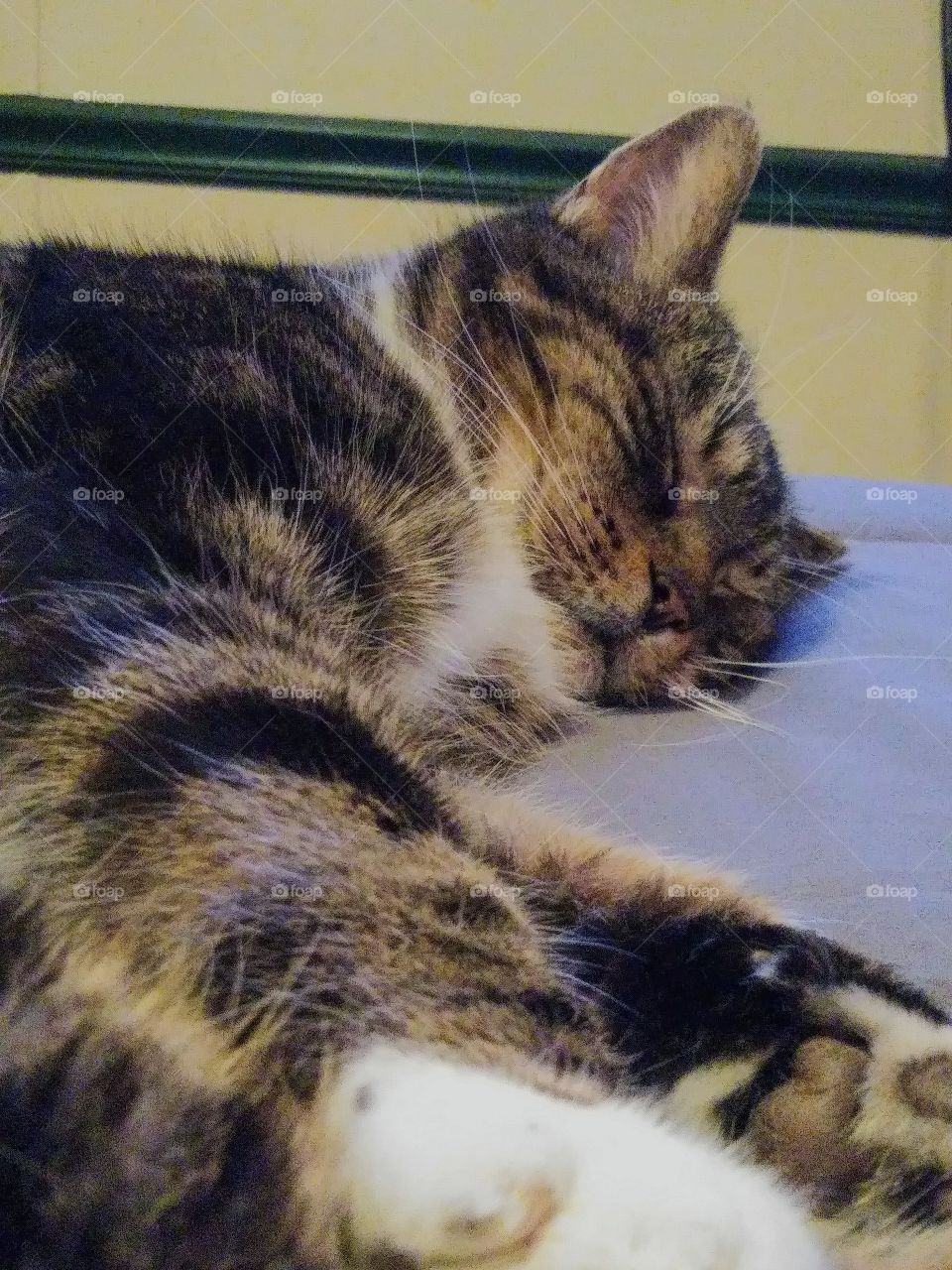 Sleeping Kitty