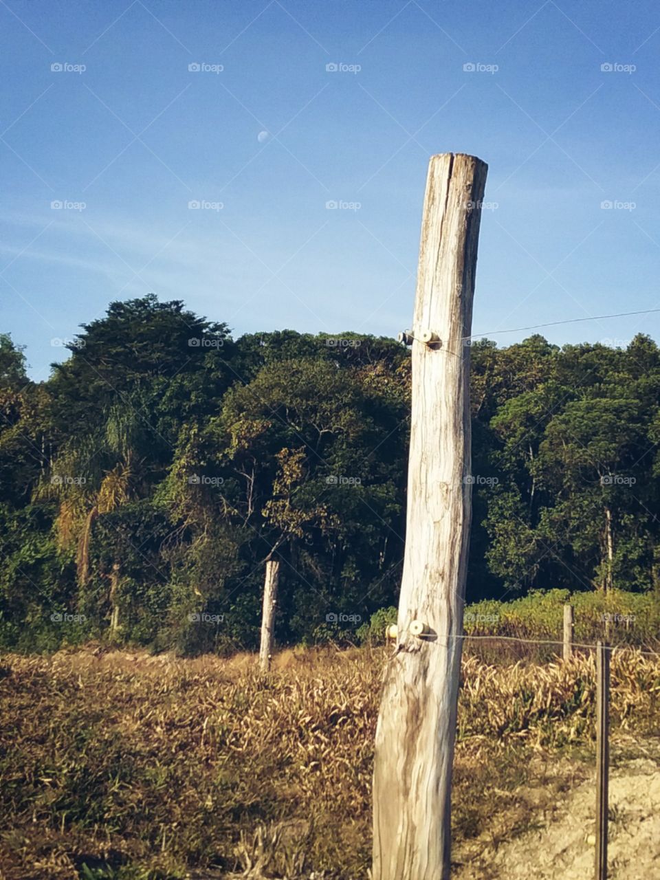 O campo que sobrevive.