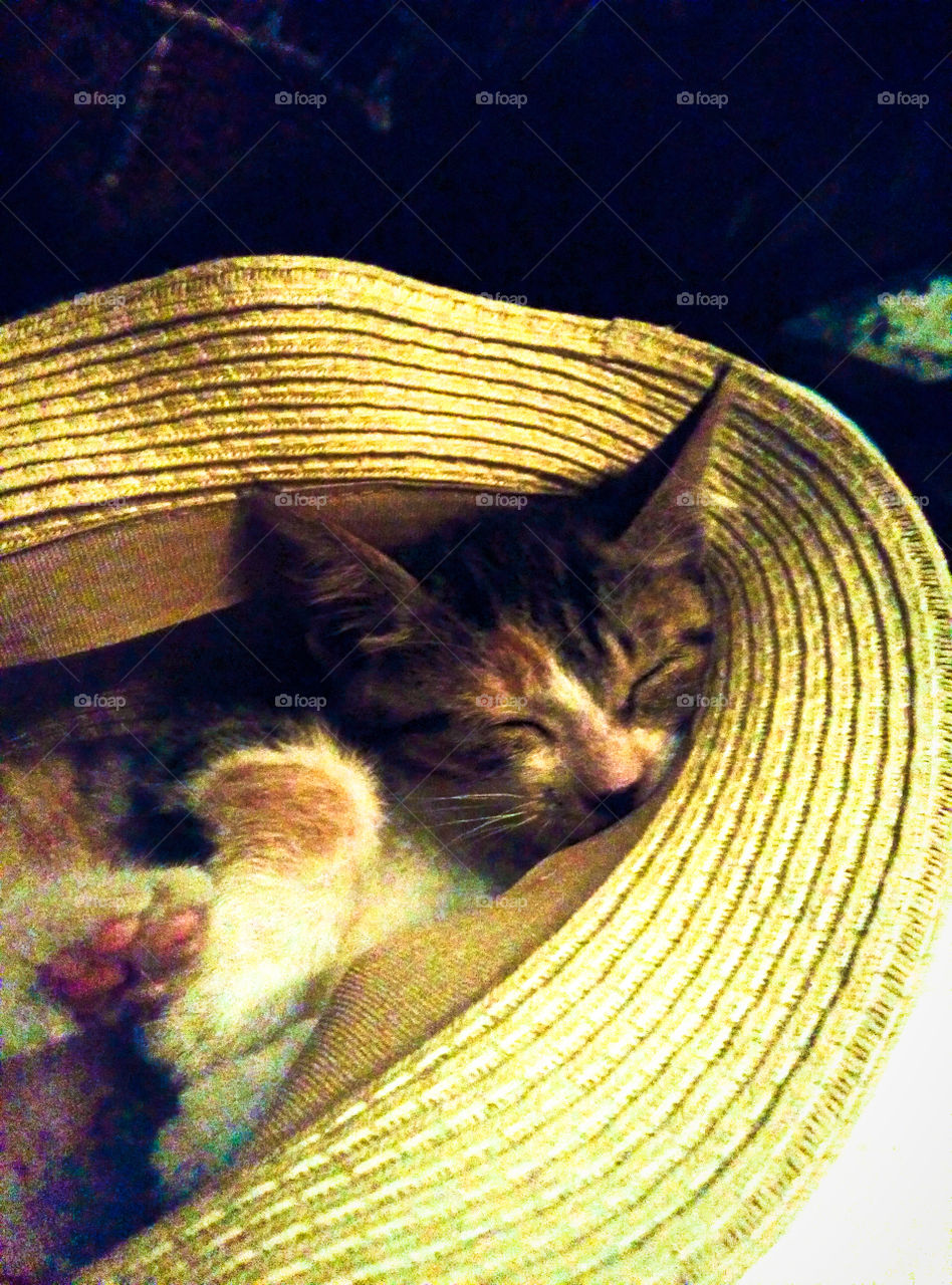 Kitten sleeping in hat