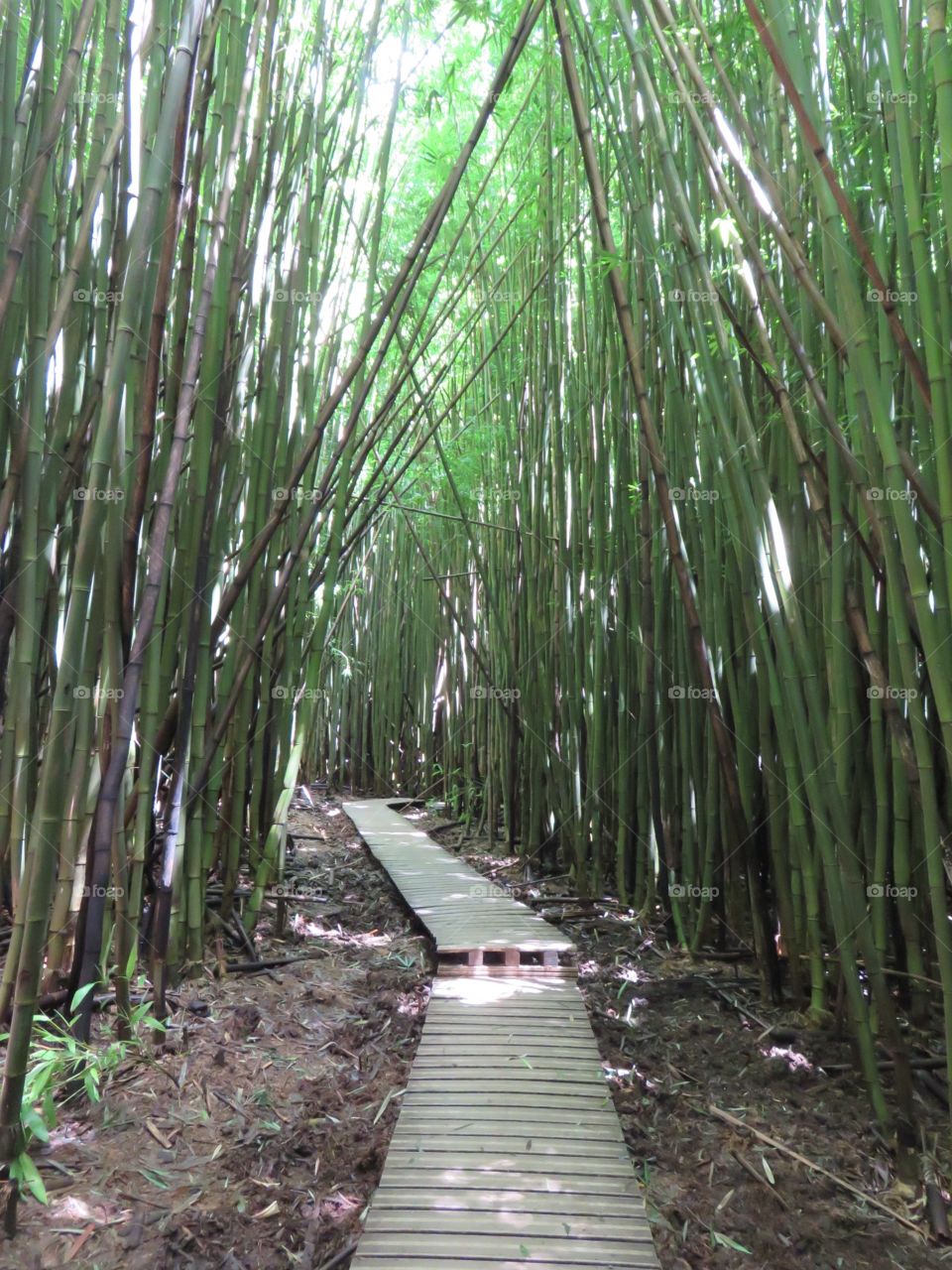 Bamboo path 