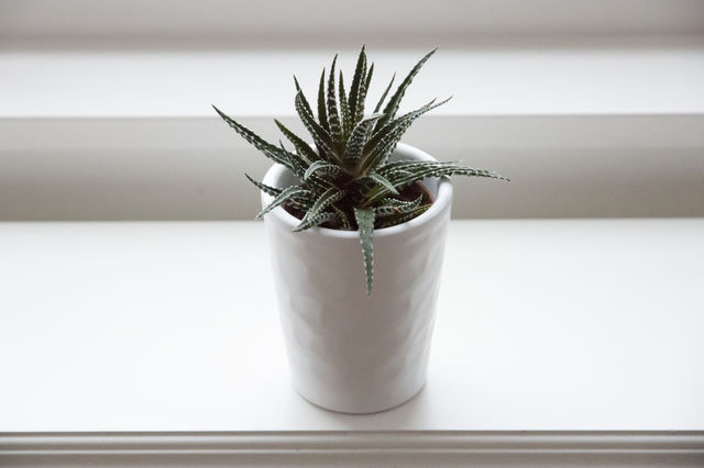 Green aloe vera plant in white pot on window sill