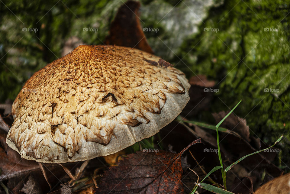 The most of mushrooms are also autumn fruits