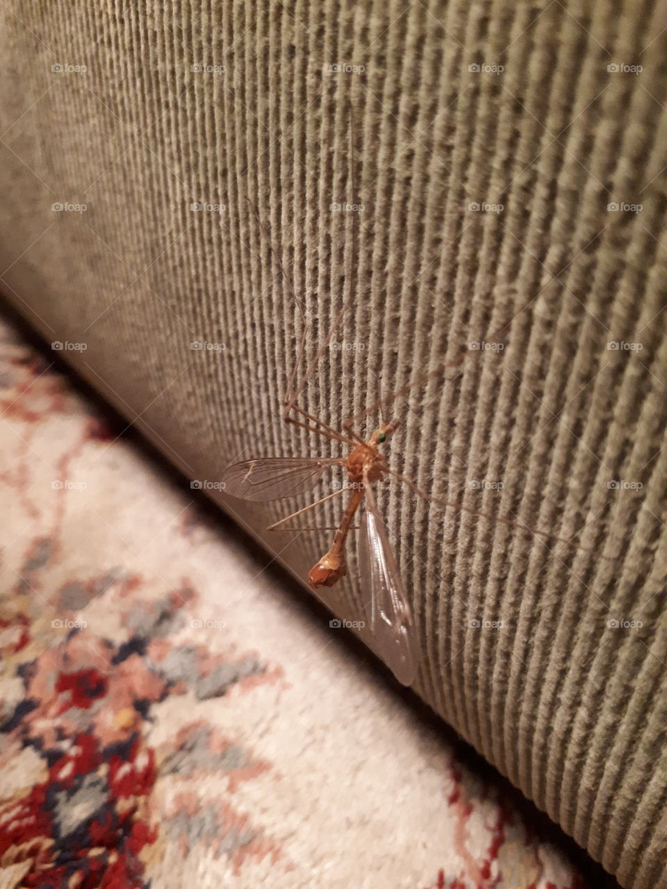 Insect on the couch