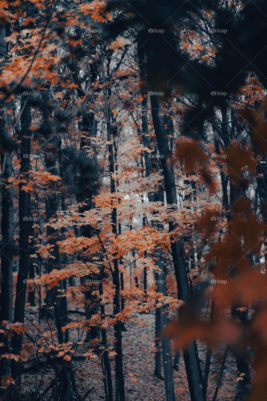 nature is beautiful especially during the fall and autumn season.