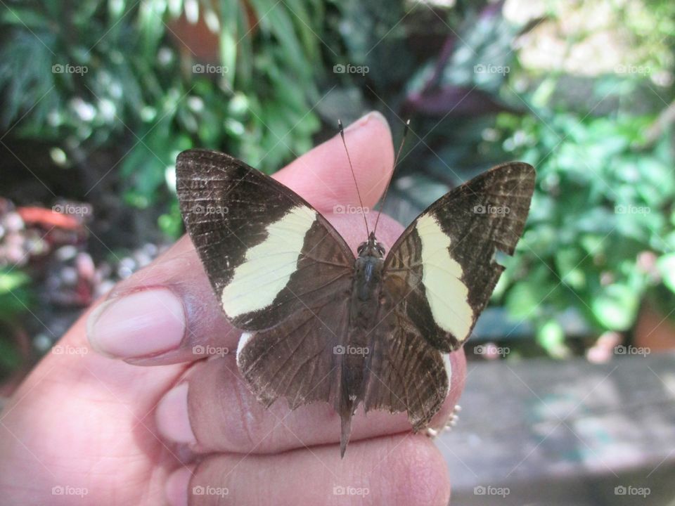 Zebra mosaic butterfly