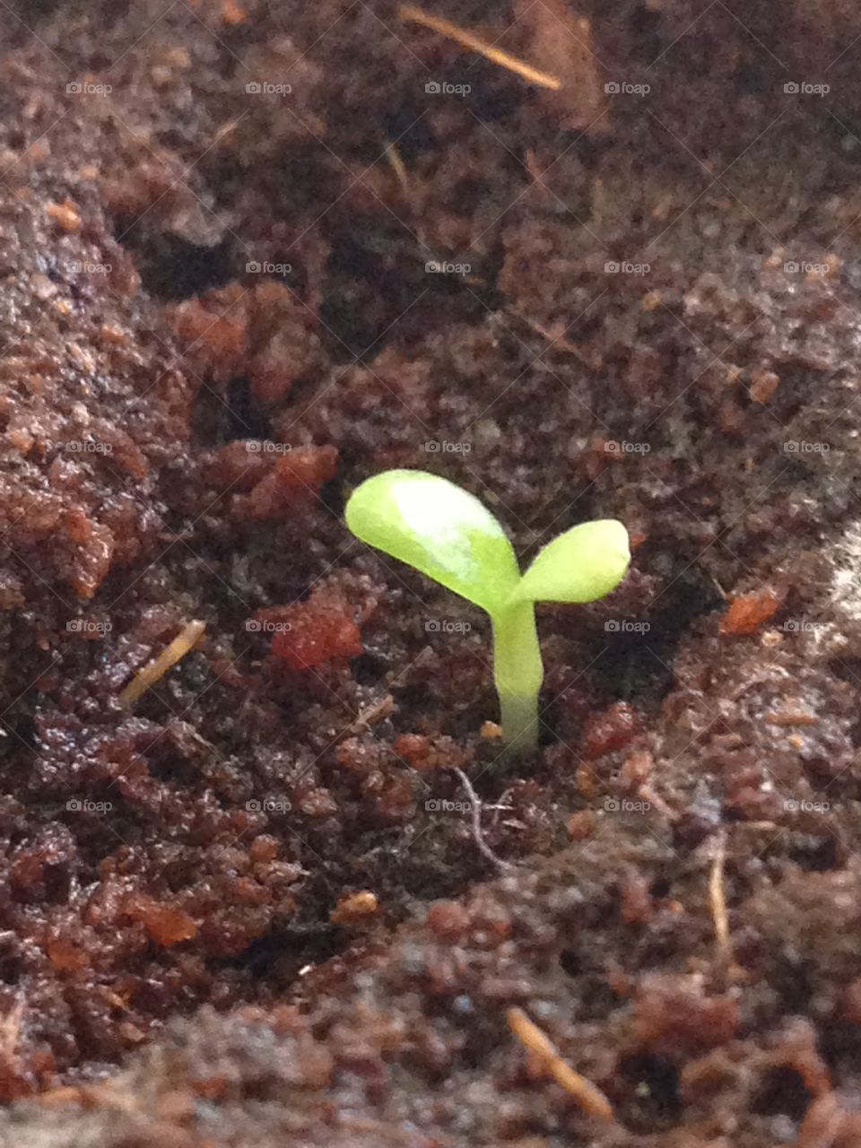 Little herb plant in its early stages