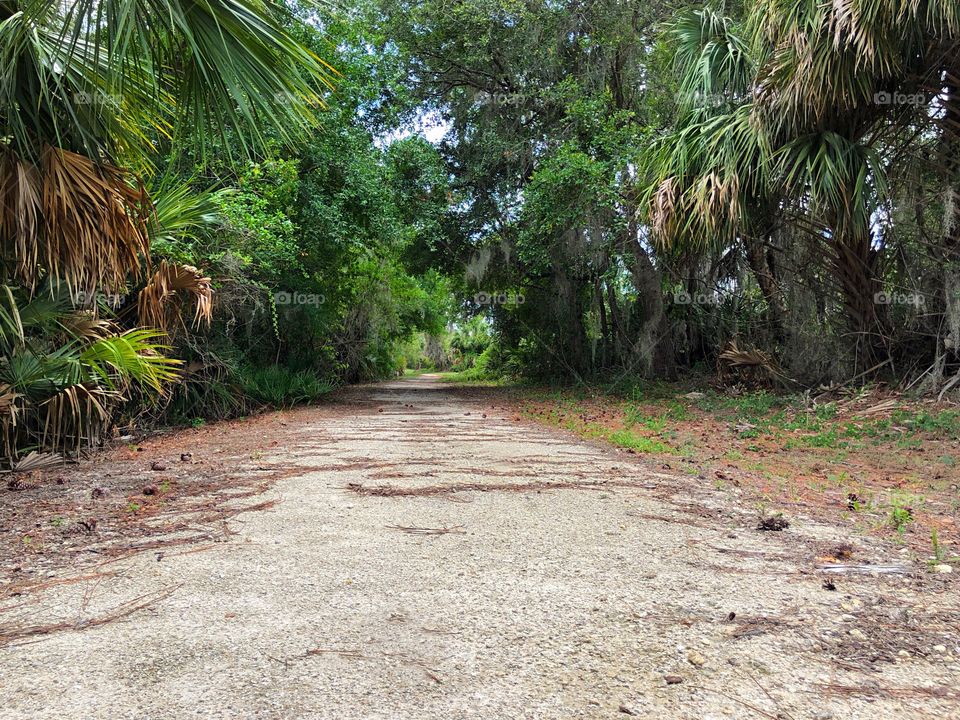 Follow a trail into the tropical woods for fun and adventure.