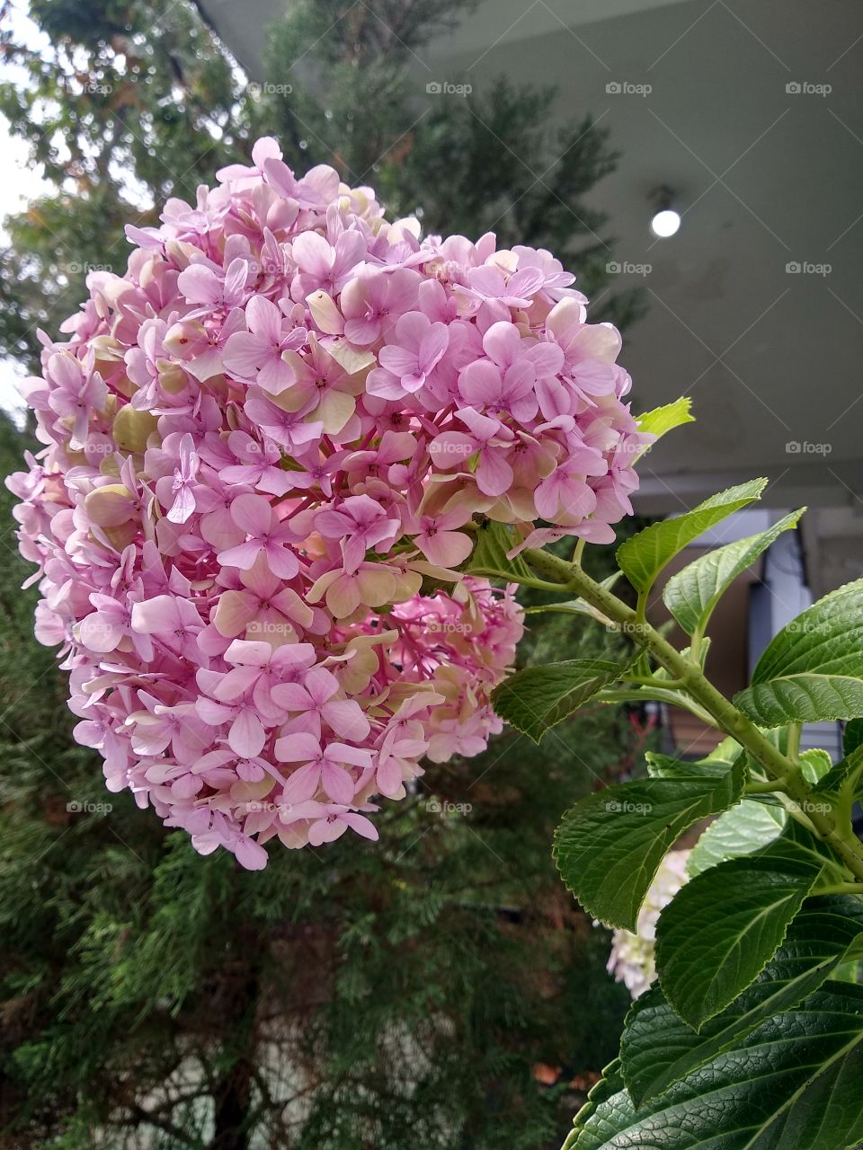 Beautiful Pink flower