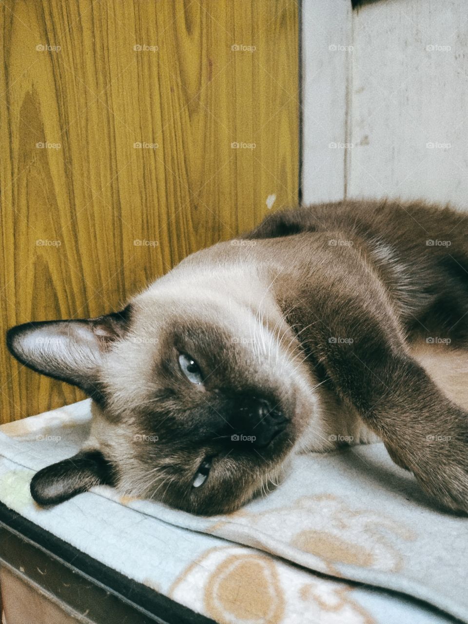 Siamese cat sleeping on bed