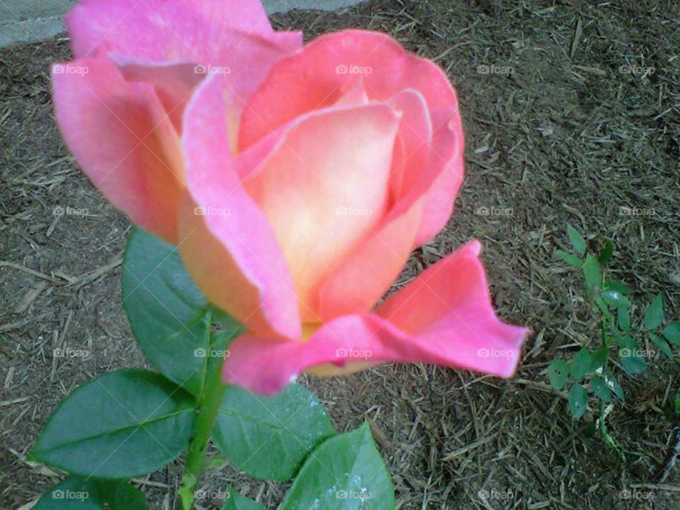Pink rose 