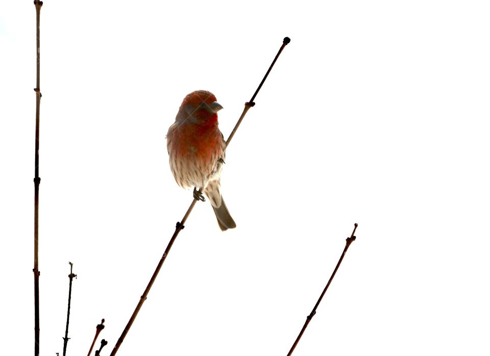 Gorgeous house finch perched on branch!