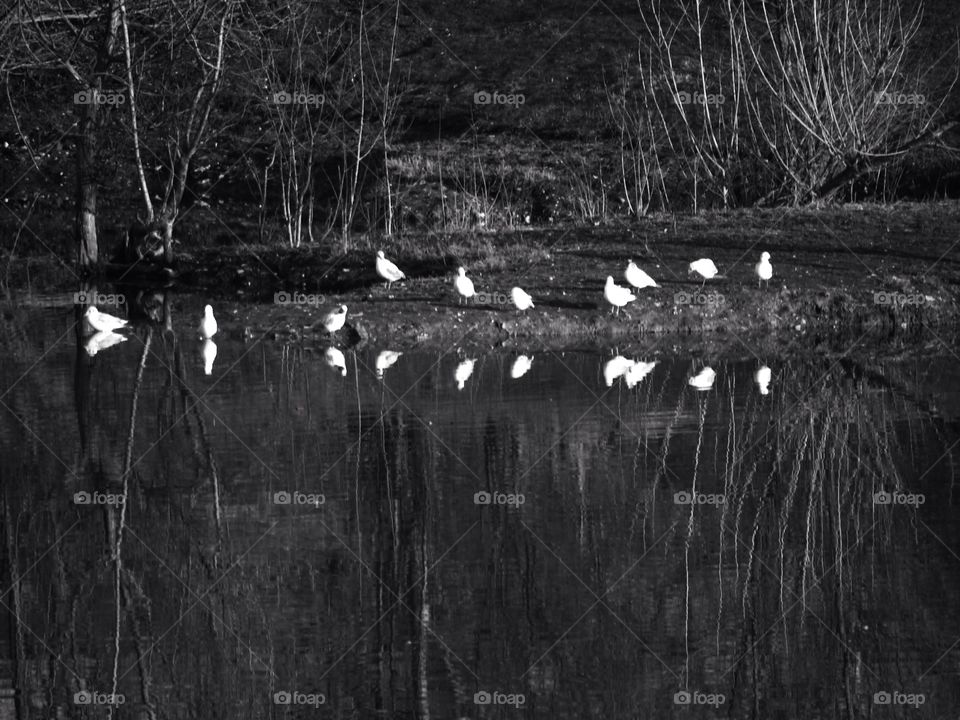 Close-up of birds siting near lake