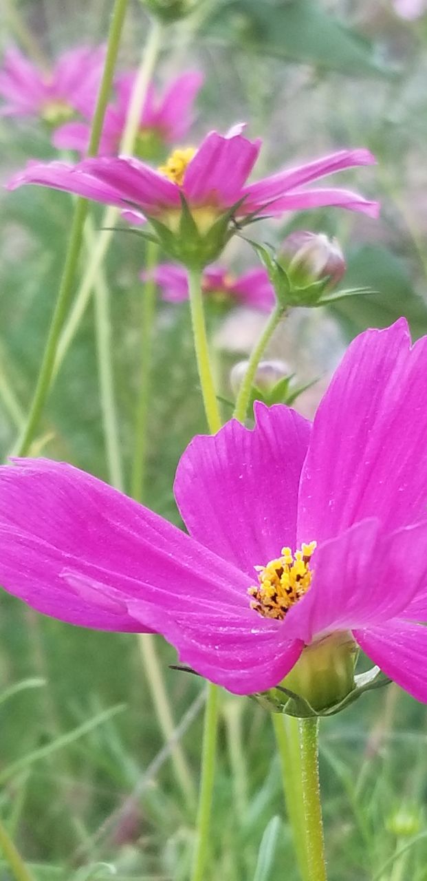 pink