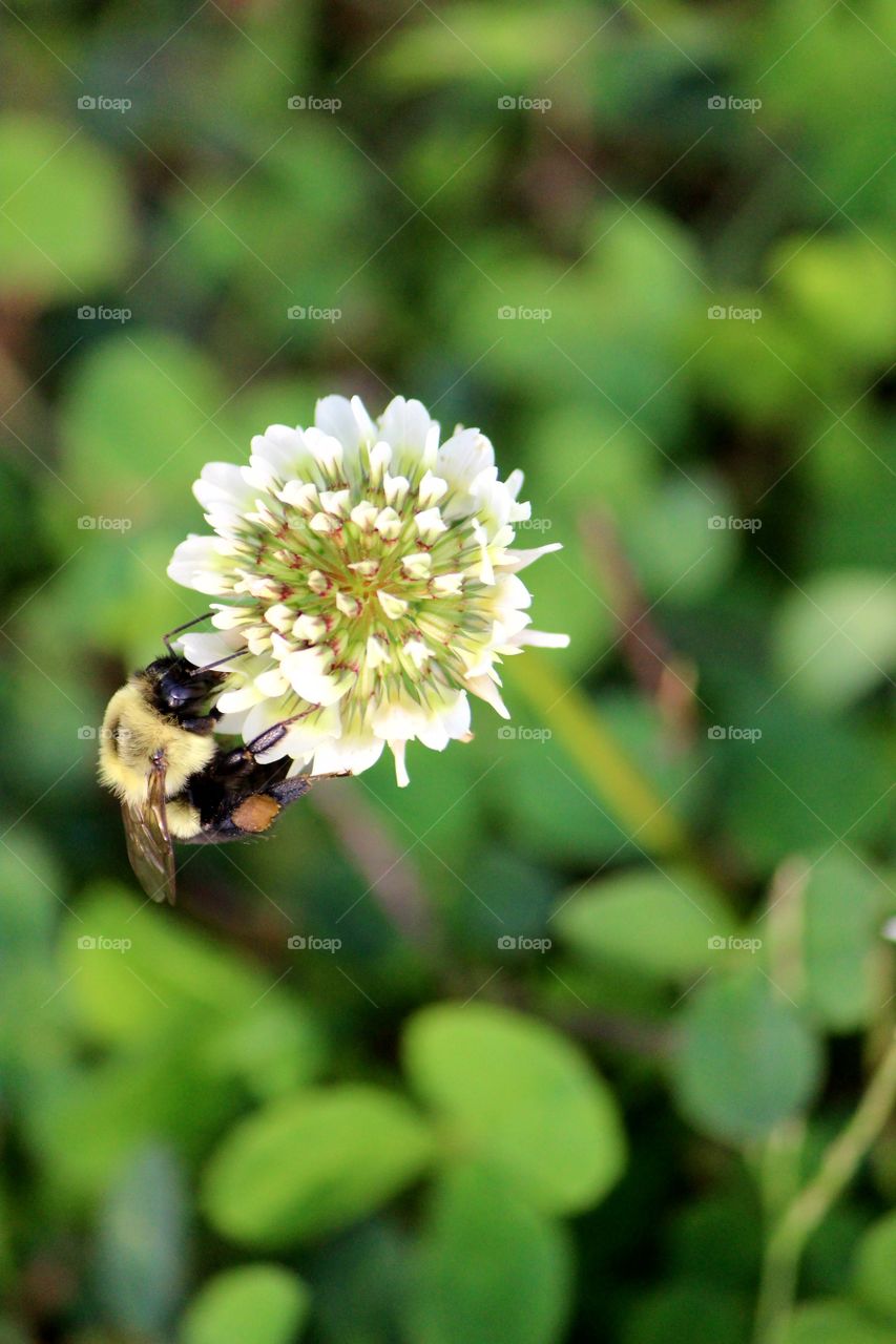 bee