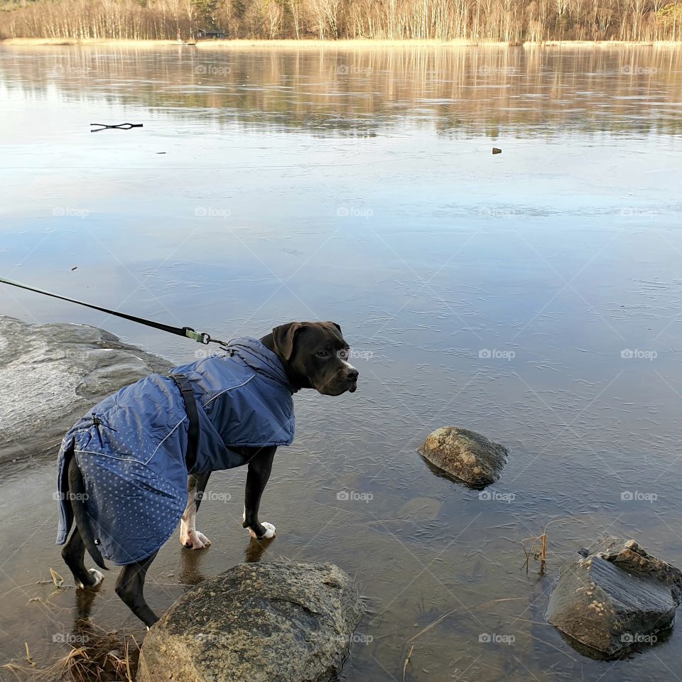 Dog standing on frozen clear lake ice - hund står på frusen sjö spegelblank is 