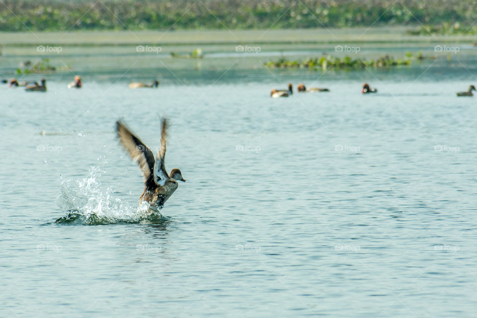 A migratory Indian Cormorant bird flying over lake in winter. Freshwater and coastal bird species spotted in waterbirds Vedanthangal Bird Sanctuary Kancheepuram India. A paradise for avian life.