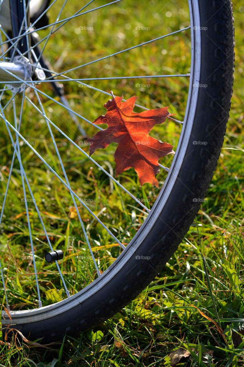 bike wheel and leaf, love earth