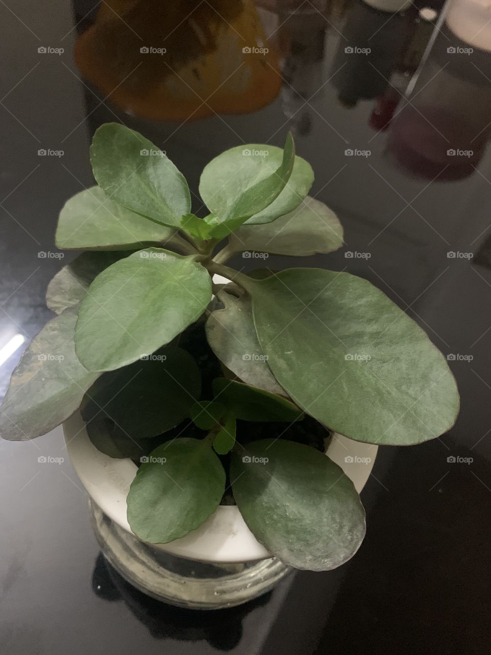 Aquatic green plants