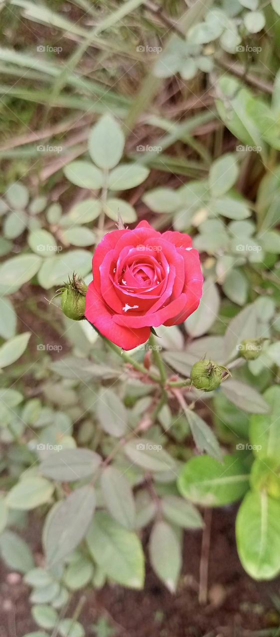 so beautiful looks photo of red rose flower it's a lover birds gift also so attractive red rose flower