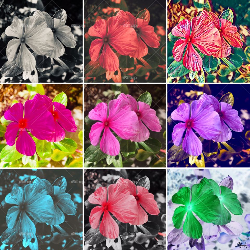 Flores maravilhosas do nosso jardim. Aqui, coloridas e transformadas em arte. Gostaram?