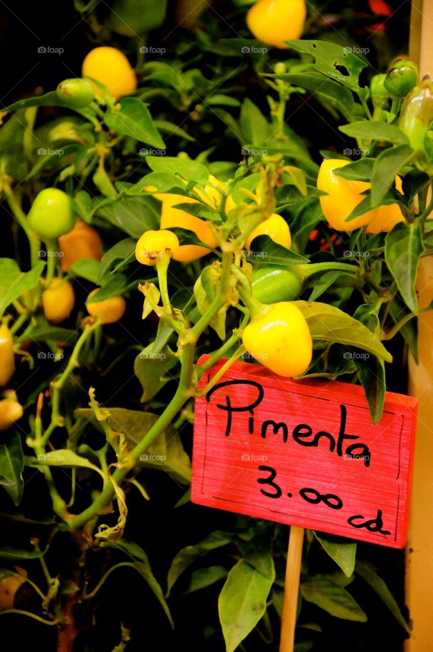 Pepper plant with tag in portuguese