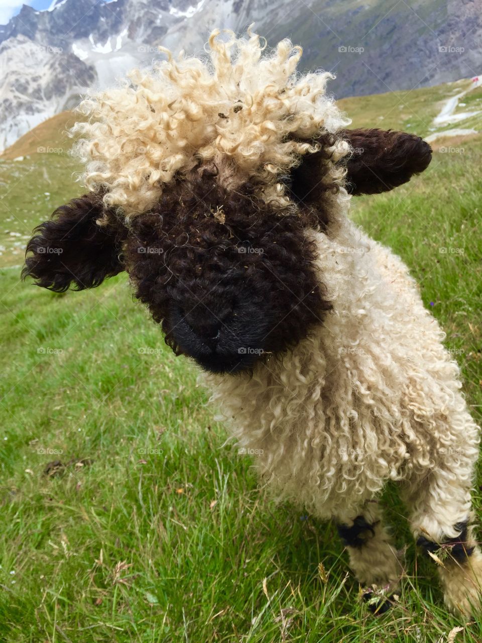 Close-up of blacknosed sheep