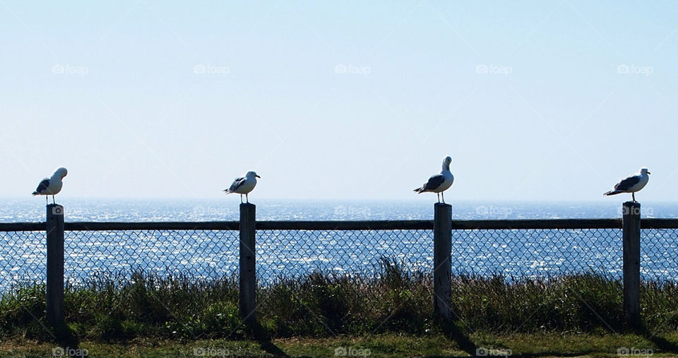 ocean nature summer sunny by hddatmyers