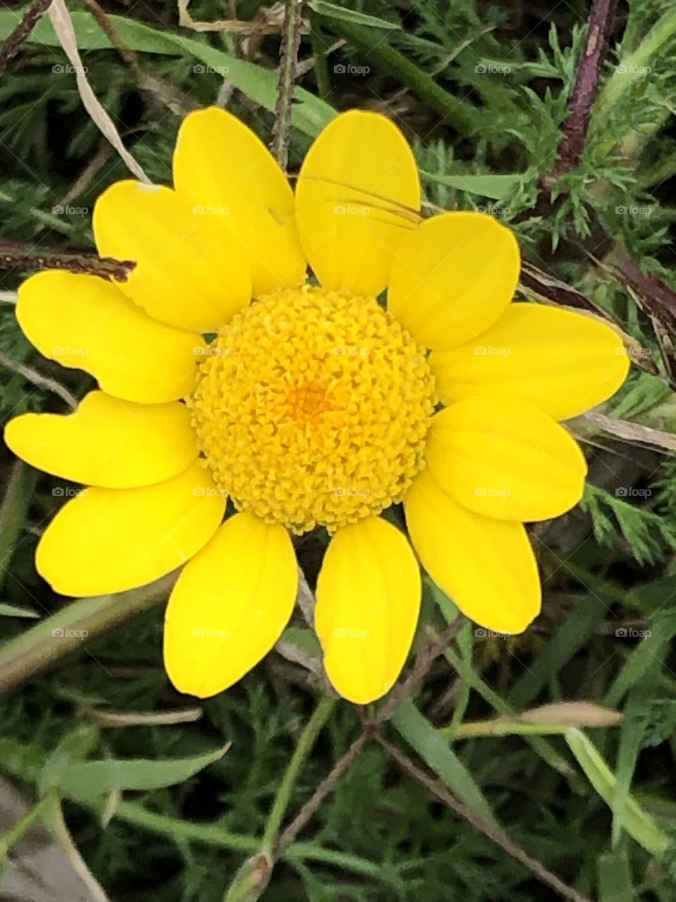 Spring of flowers, colors of spring