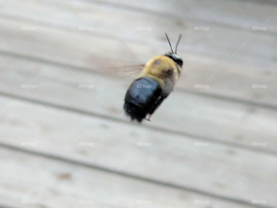 bee