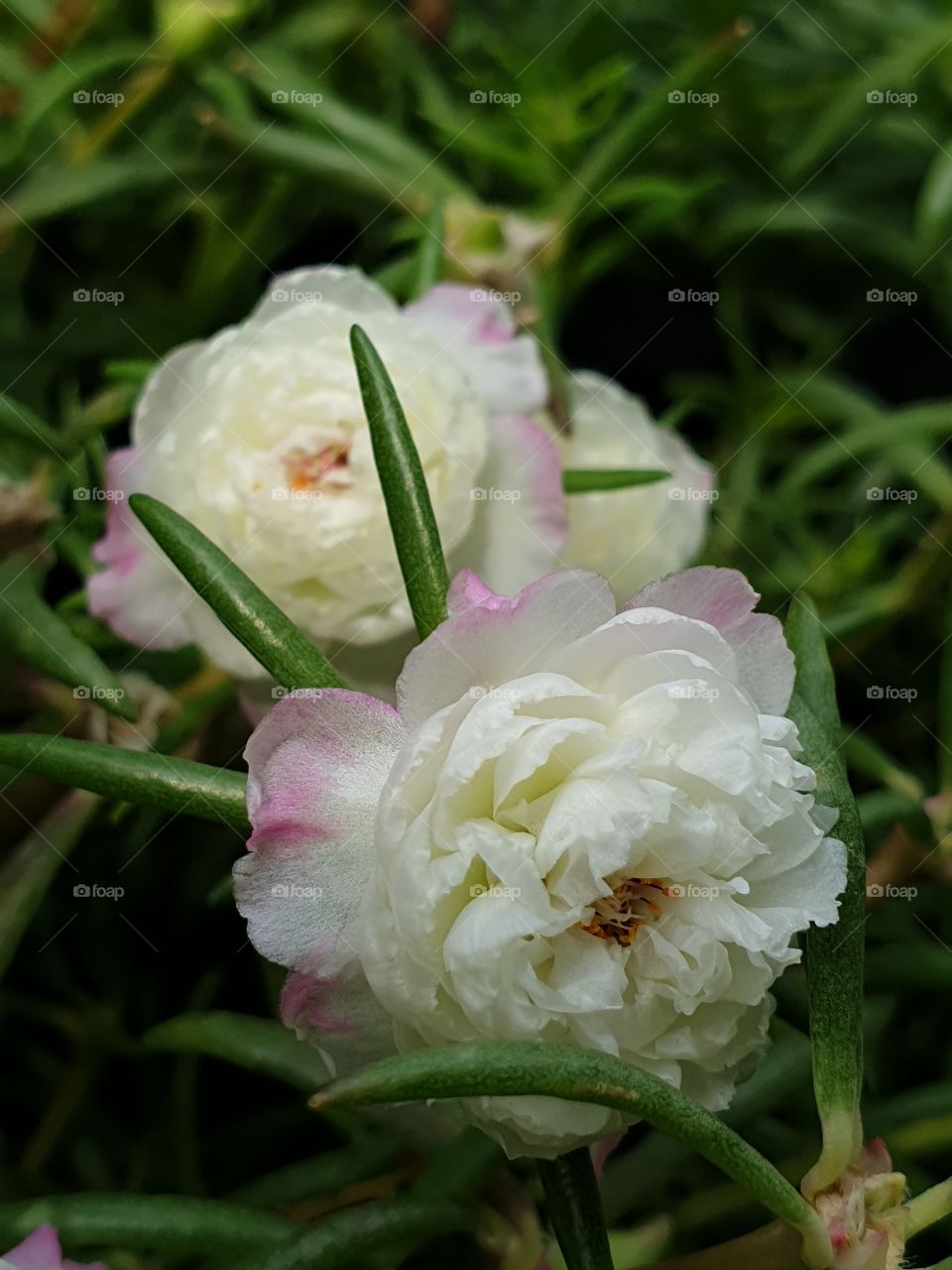 my beautiful Portulaca grandiflora