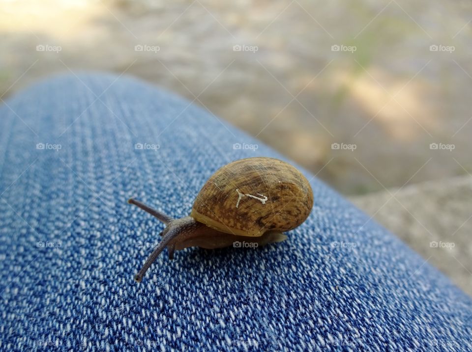 snail in my pants