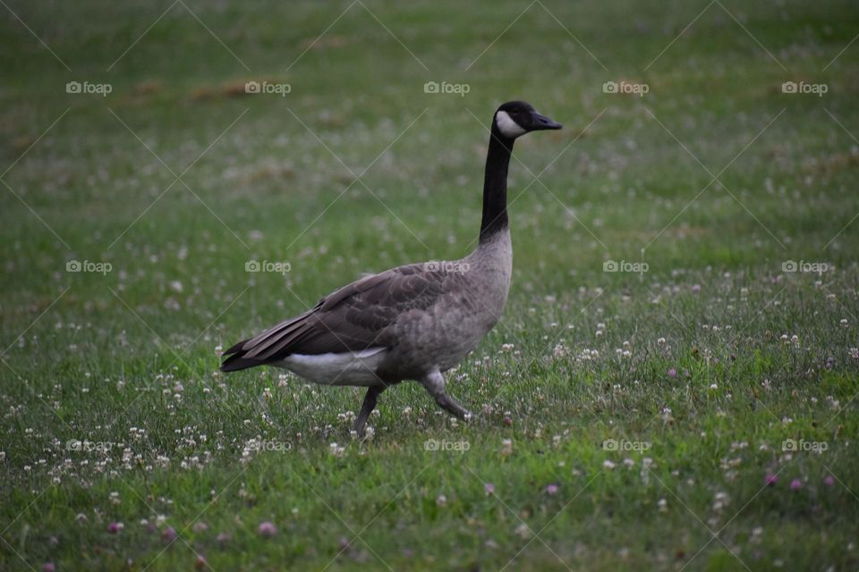 A goose walking through the park 