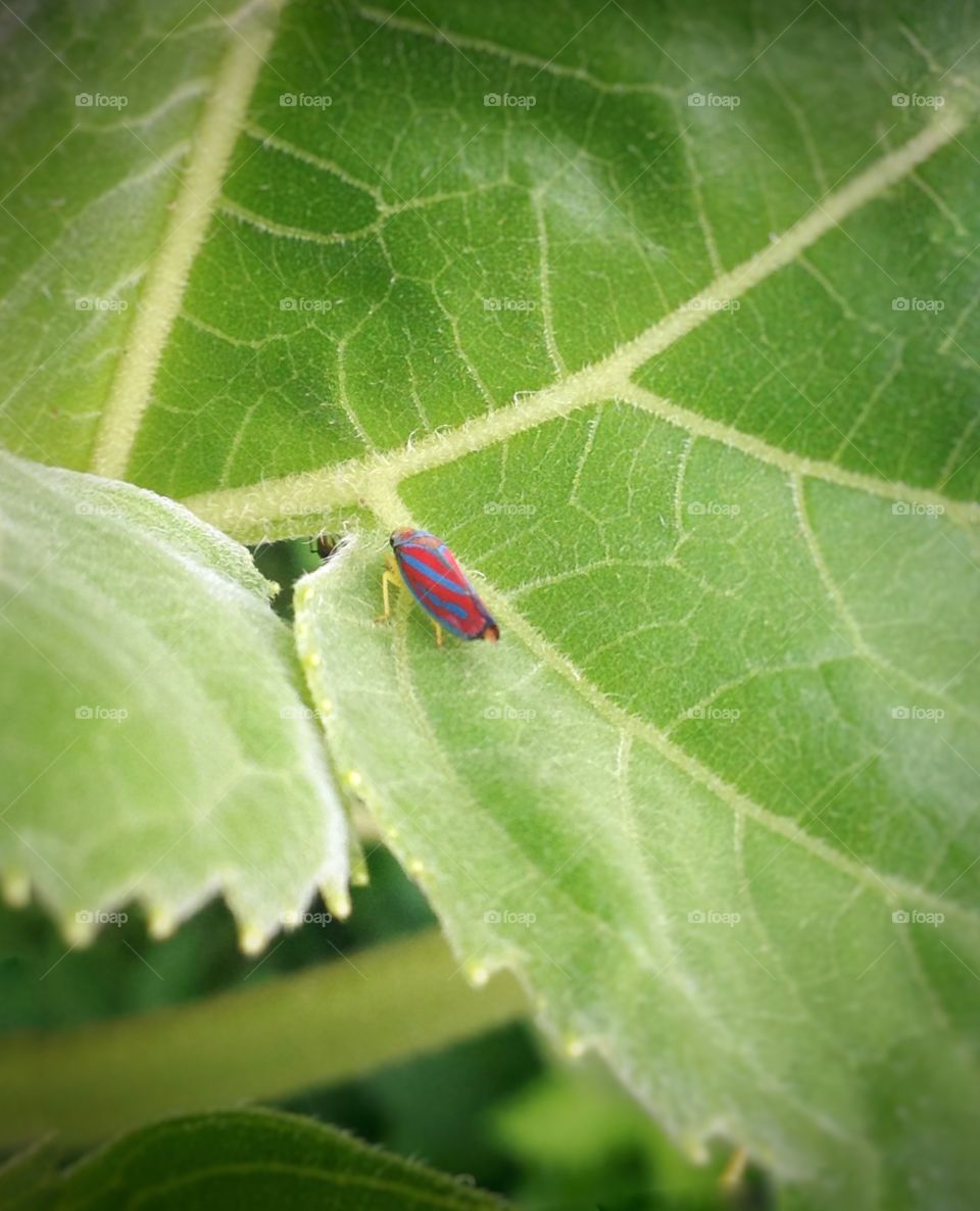 Bugs. A delightful lil bug.